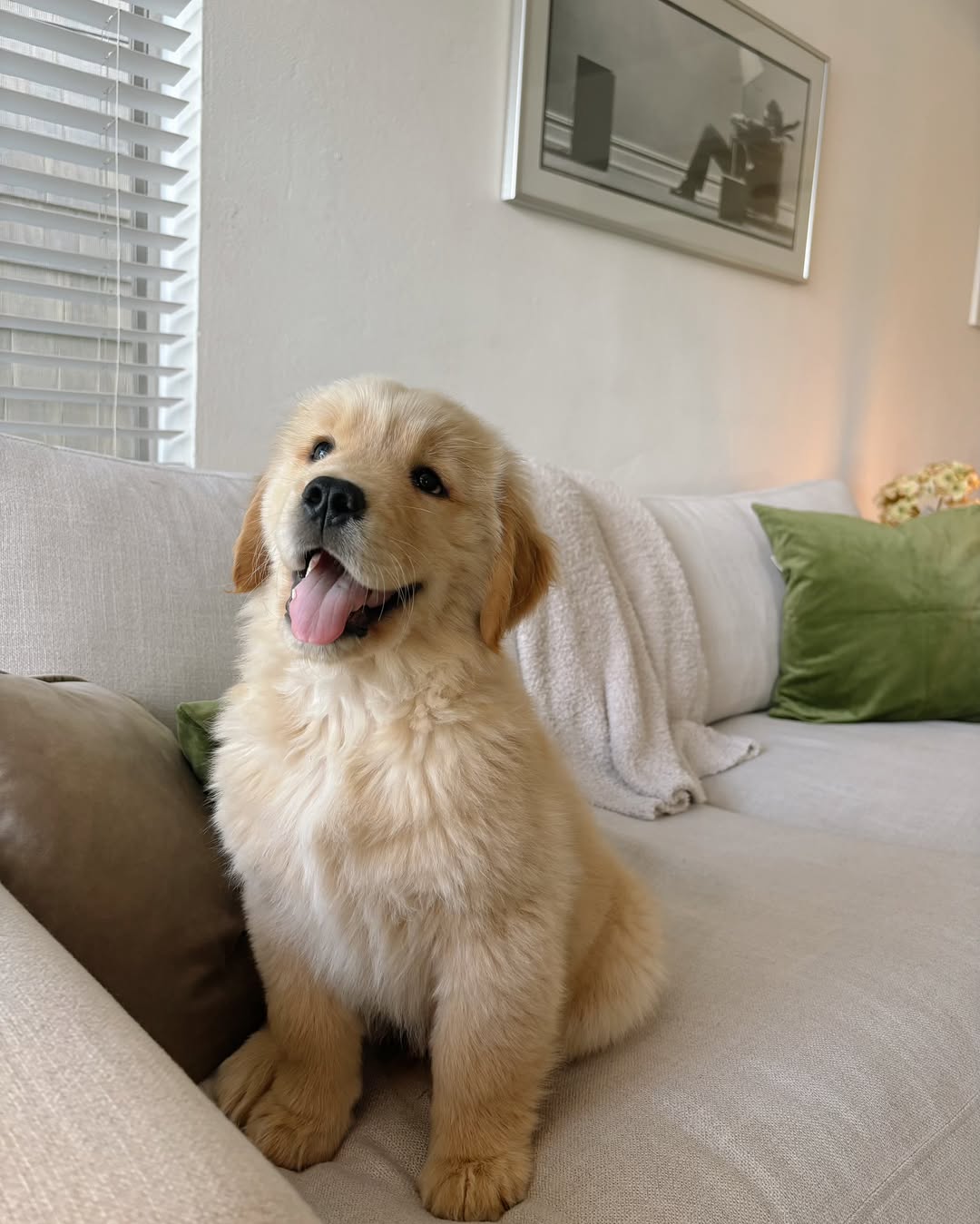 Golden Retriever puppy ready for a home